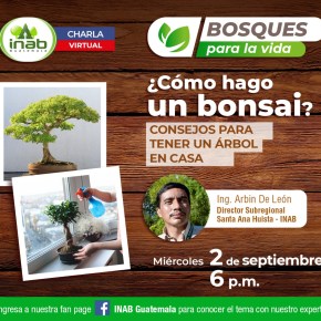 ¿Cómo hacer un&nbsp;bonsai?