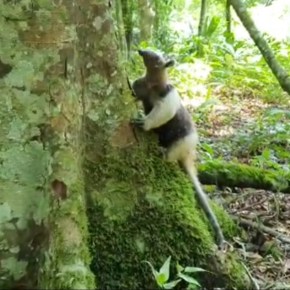 Liberación de pizotes en&nbsp;Petén