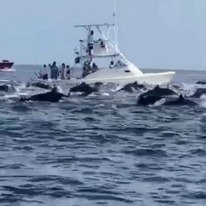 Mancha de delfines en el Pacífico&nbsp;guatemalteco