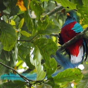5 de septiembre, Día del Quetzal, Ave Nacional de&nbsp;Guatemala