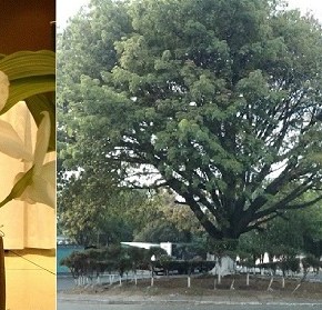 Los símbolos patrios que nos ha dado la&nbsp;naturaleza