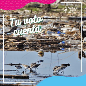 Vota por el proyecto “Limpiemos el desastre en&nbsp;Guatemala”