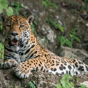 Día Internacional del&nbsp;Jaguar