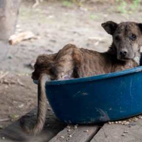 Los otros damnificados de las depresiones&nbsp;tropicales