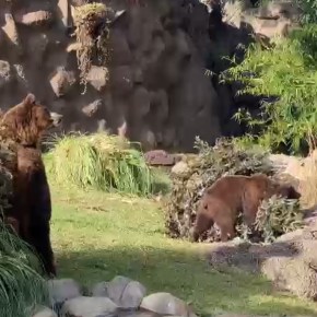 Los animales del Zoo disfrutan los árboles de&nbsp;navidad