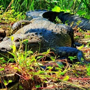 Murió el cocodrilo Lencho del Parque Las&nbsp;Victorias