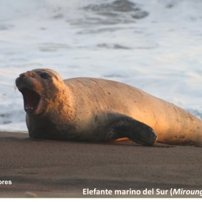 Un elefante marino en las playas de Hawaii,&nbsp;Guatemala
