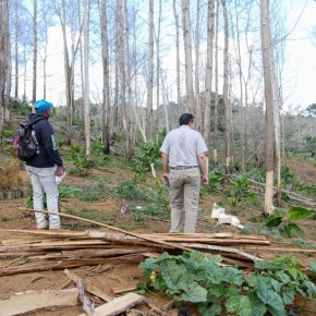 Hombre taló 1 mil 700 árboles en&nbsp;Yamasá