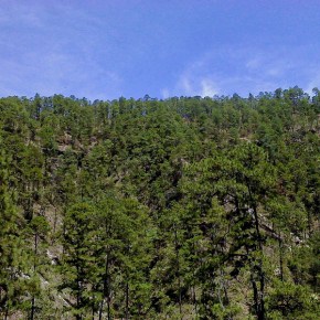 “Restauración Forestal” el lema en el Día Internacional de los&nbsp;Bosques
