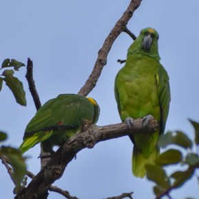 Temporada de anidación y vulnerabilidad delLoro nuca&nbsp;amarilla