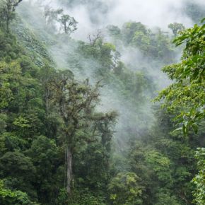 21 de marzo, Día Internacional de los&nbsp;Bosques