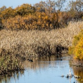 Juicio por el saqueo de agua del Parque Nacional Doñana en&nbsp;España