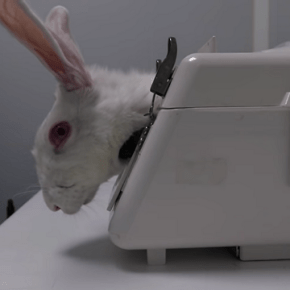 Supuesto maltrato animal en el laboratorio&nbsp;Vivotecnia