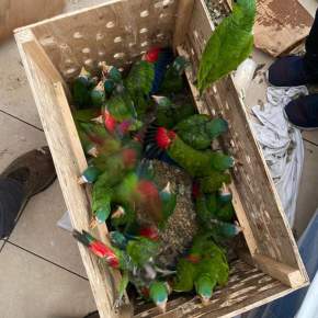 Abandonan 56 loros y un mono capuchino en un hotel en&nbsp;Petén
