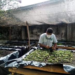 CONAP Nororiente trabaja en&nbsp;vivero