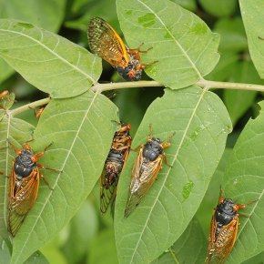 La invasión de las cigarras esta primavera en Estados&nbsp;Unidos