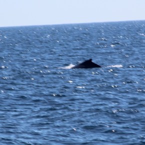 Día Mundial de las ballenas y los&nbsp;delfines