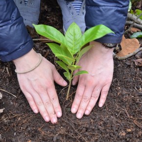 Más de 22 mil familias beneficiadas con los Incentivos Forestales en&nbsp;2021