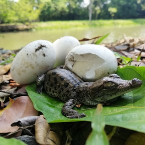 La Reserva Natural SETAL, en el día de las áreas protegidas&nbsp;privadas