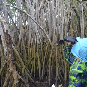 Semillas del Océano promueve el cuidado de los&nbsp;manglares