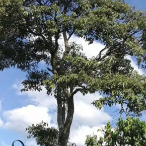 Día Nacional de la&nbsp;Marimba