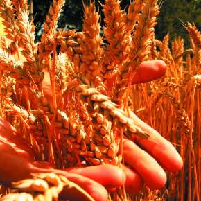 Kellogg aportando mejores prácticas para la&nbsp;sustentabilidad