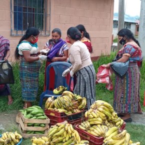 <strong>“Nuestra Cosecha” financiado por USDA logró 12 mil 940 quintales de productos frescos</strong>