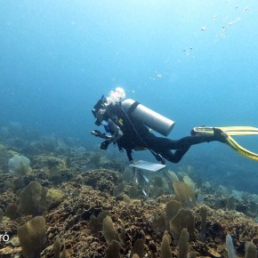 La salud del Arrecife Mesoamericano decae a niveles “Malos” de&nbsp;2006