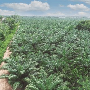 Monitoreo satelital para el desarrollo sostenible&nbsp;2020-2024