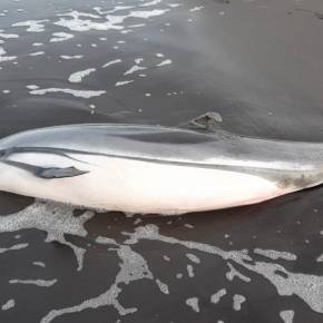 60 tortugas parlama y 12 delfines muertos a lo largo del litoral&nbsp;Pacífico