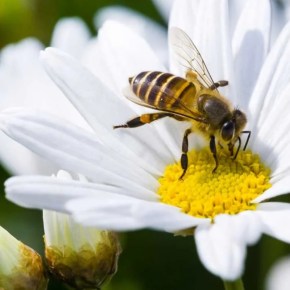 Científicos y economistas alemanes, unidos contra la extinción de&nbsp;especies