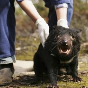 El demonio de Tasmania regresa a&nbsp;Australia