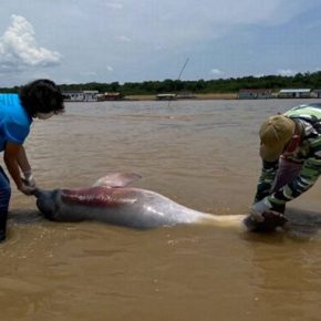 La sequía del río Amazonas en Brasil provoca la muerte de al menos 100 delfines&nbsp;rosados