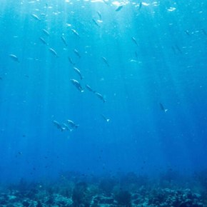 Crisis climática: ¿Por qué los arrecifes se han vuelto&nbsp;blancos?