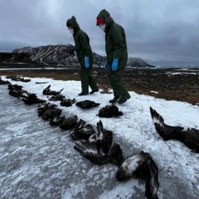 Científicos investigan fallecimiento de miles de pingüinos&nbsp;antárticos