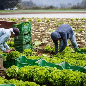 De la exportación internacional a los hogares guatemaltecos: Asunción Export florece con apoyo del programa “Tierra Fértil” de&nbsp;Walmart