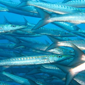CMAR impulsa la conservación marina global desde la III Conferencia sobre el Océano en&nbsp;Francia