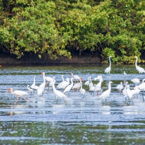 Humedales: ecosistemas clave para el agua, la biodiversidad y el futuro de&nbsp;Guatemala