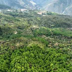 Guatemala impulsa el manejo forestal sostenible en el Día Internacional de los&nbsp;Bosques