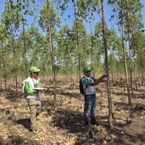 Guatemala impulsa desarrollo sostenible con incentivos forestales del&nbsp;INAB